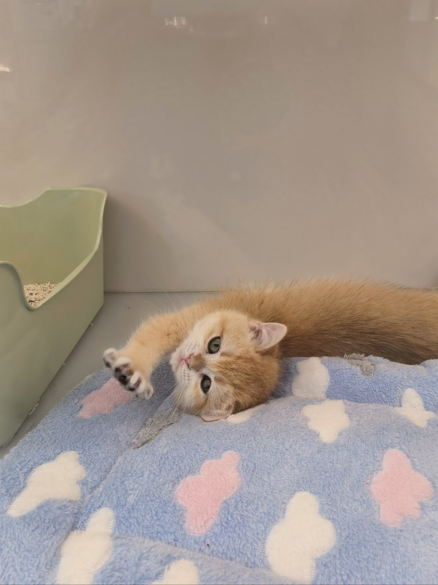 Energy Supermints tweet media