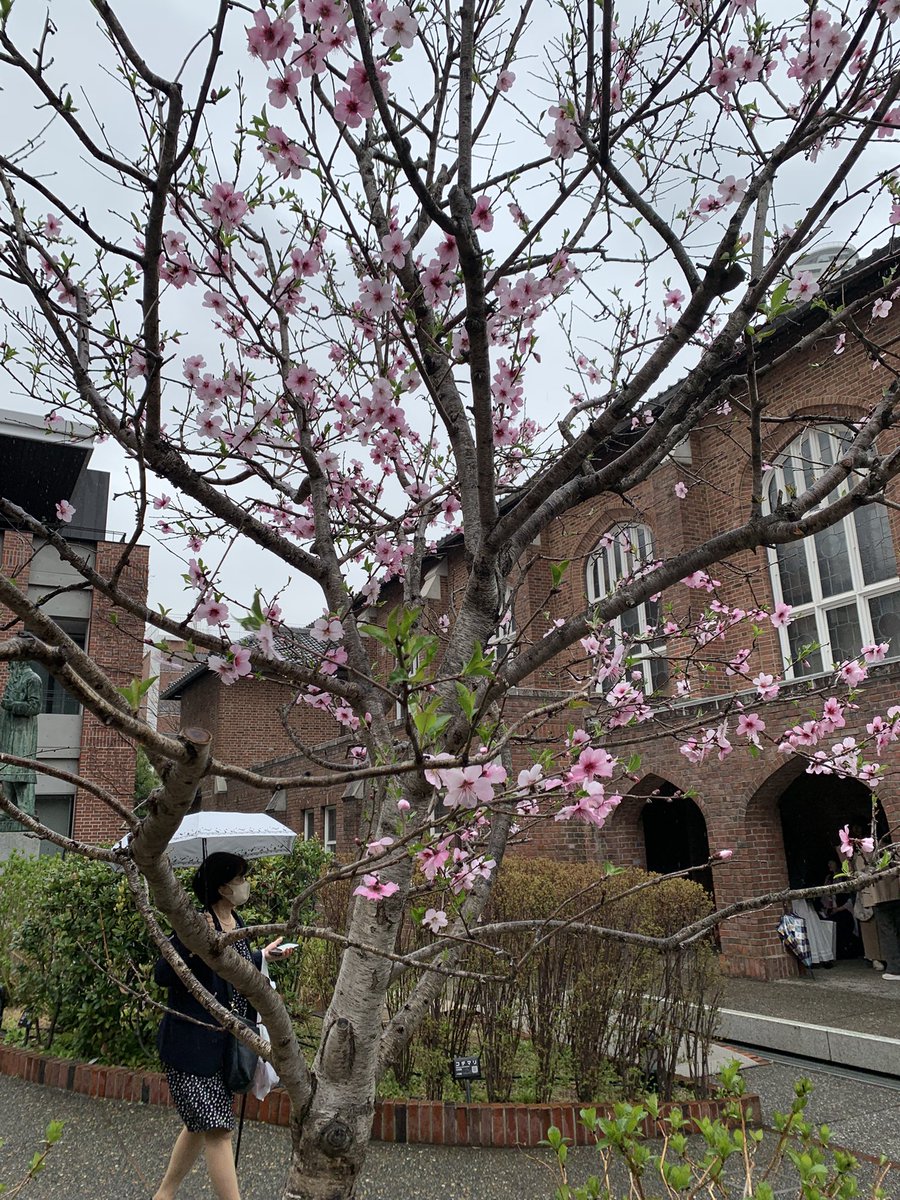 莎伦の 玫瑰🌹🇯🇵✝️ tweet media