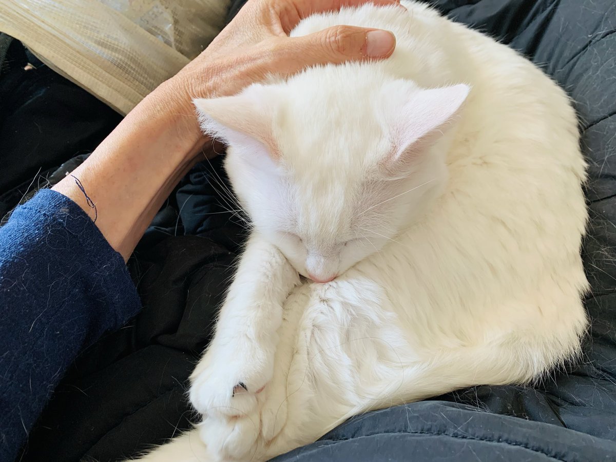 Kota Ishijima tweet media