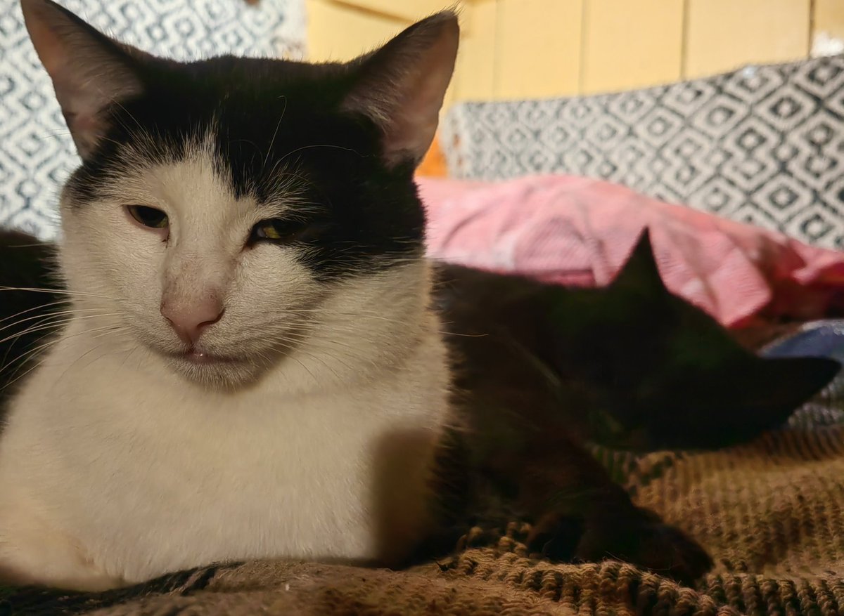 TribeOfMa's tweet image. Good Morning 🤞 🌄🌃🥶❄️🙀🔥🛏️ It's a cold one brrrr #cats #AdoptDontShop #straycats #TNR tribeofma.carrd.co 🐾 ✨