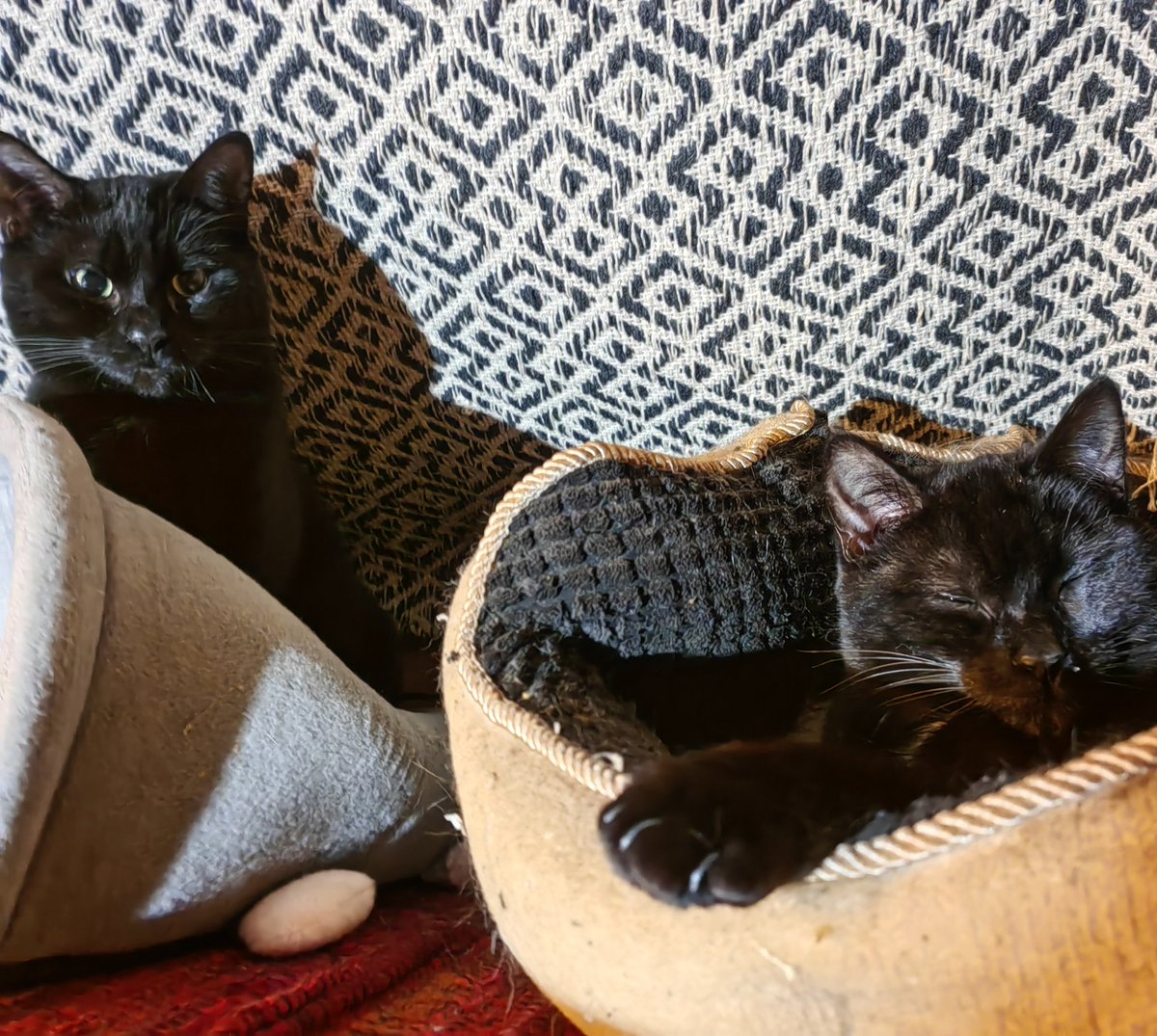 TribeOfMa's tweet image. Good Morning 🤞 🌄🌃🥶❄️🙀🔥🛏️ It's a cold one brrrr #cats #AdoptDontShop #straycats #TNR tribeofma.carrd.co 🐾 ✨