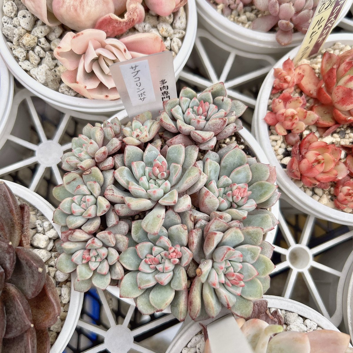 Ruta29life's tweet image. #beforeafter 
#サブコリンボサ

サブコリンボサ花芽だらけ💧
可愛いけど‥
花芽(ﾟ⊿ﾟ)ｲﾗﾈ

①2026.3月
②2026.1月

#多肉植物
#成長記録