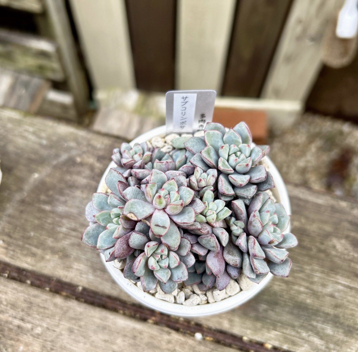 Ruta29life's tweet image. #beforeafter 
#サブコリンボサ

サブコリンボサ花芽だらけ💧
可愛いけど‥
花芽(ﾟ⊿ﾟ)ｲﾗﾈ

①2026.3月
②2026.1月

#多肉植物
#成長記録