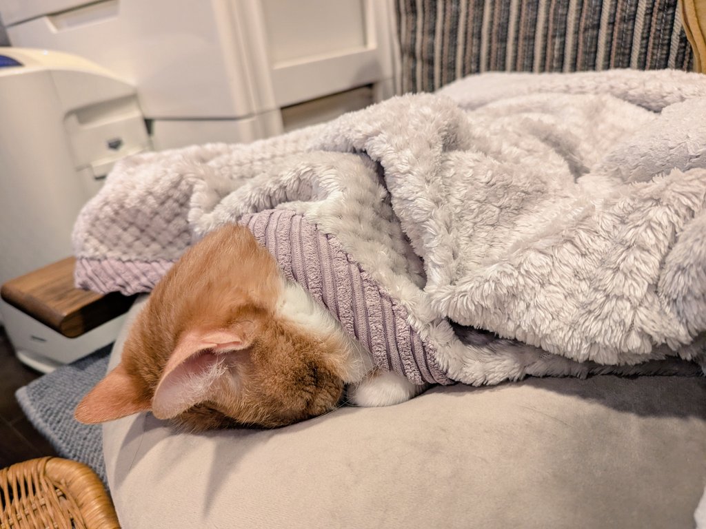 【茶トラの迷い猫を探してます】 tweet media