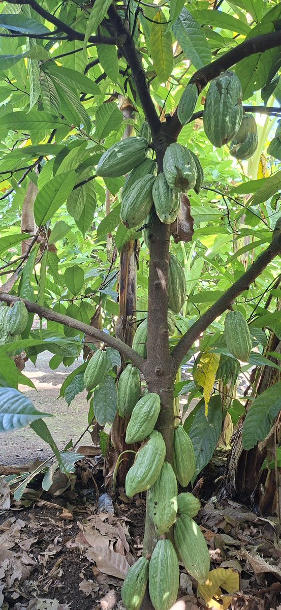 Thomas-Josephat tweet media