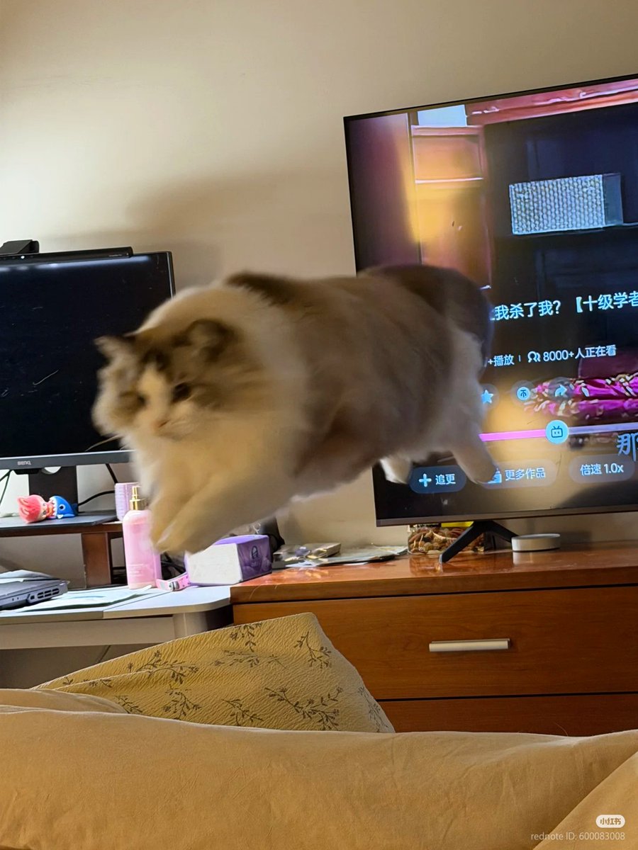 nocontextscats's tweet photo. weeeee https://t.co/KdF3ADZxyS