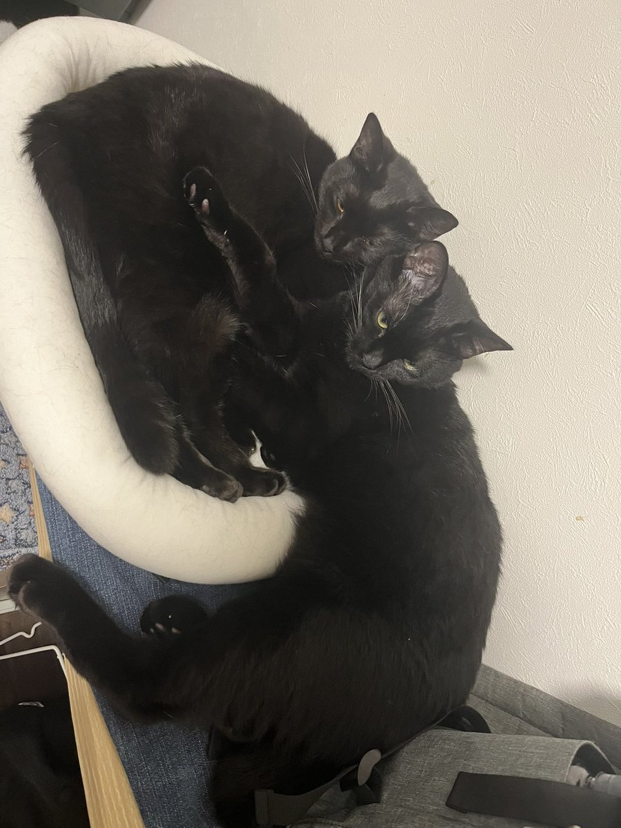 Uk-P.U.N.K Ground☃ tweet media