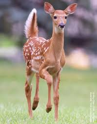 :3 :3 :3 tweet media