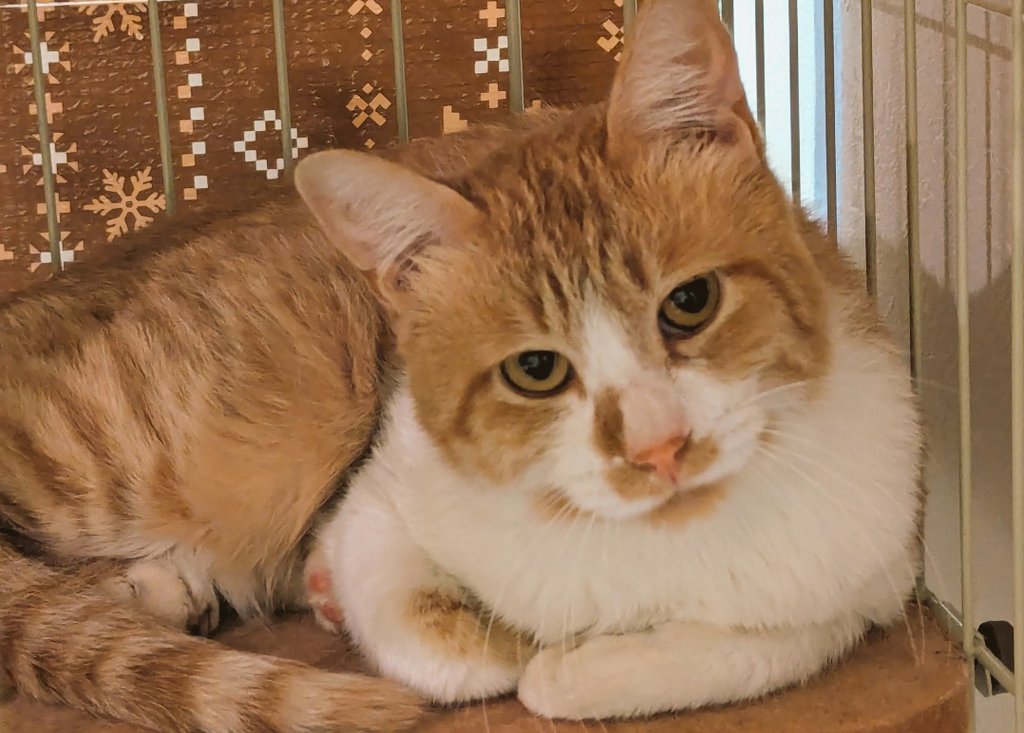 【茶トラの迷い猫を探してます】 tweet media