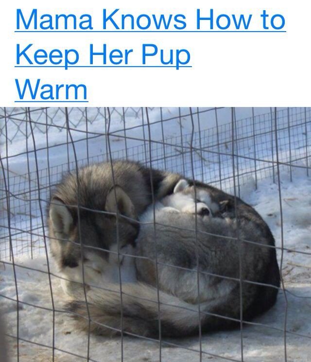 caninepoetry tweet media