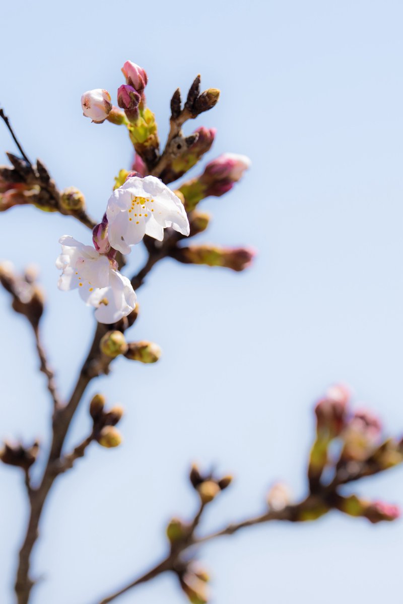 MOA美術館　エムオーエービジュツカン tweet media