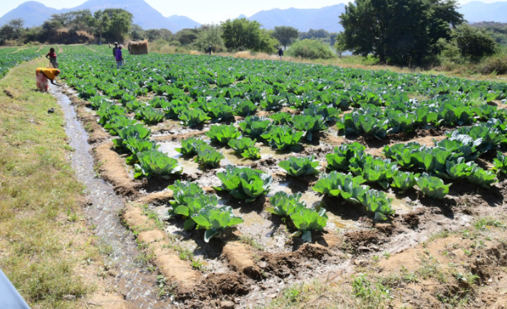 FikreJesus's tweet photo. 🇪🇷🥬
Local farmers are crucial for
maintaining sustainable food systems, boosting local economies, and improving community health. https://t.co/redlRKBtYN