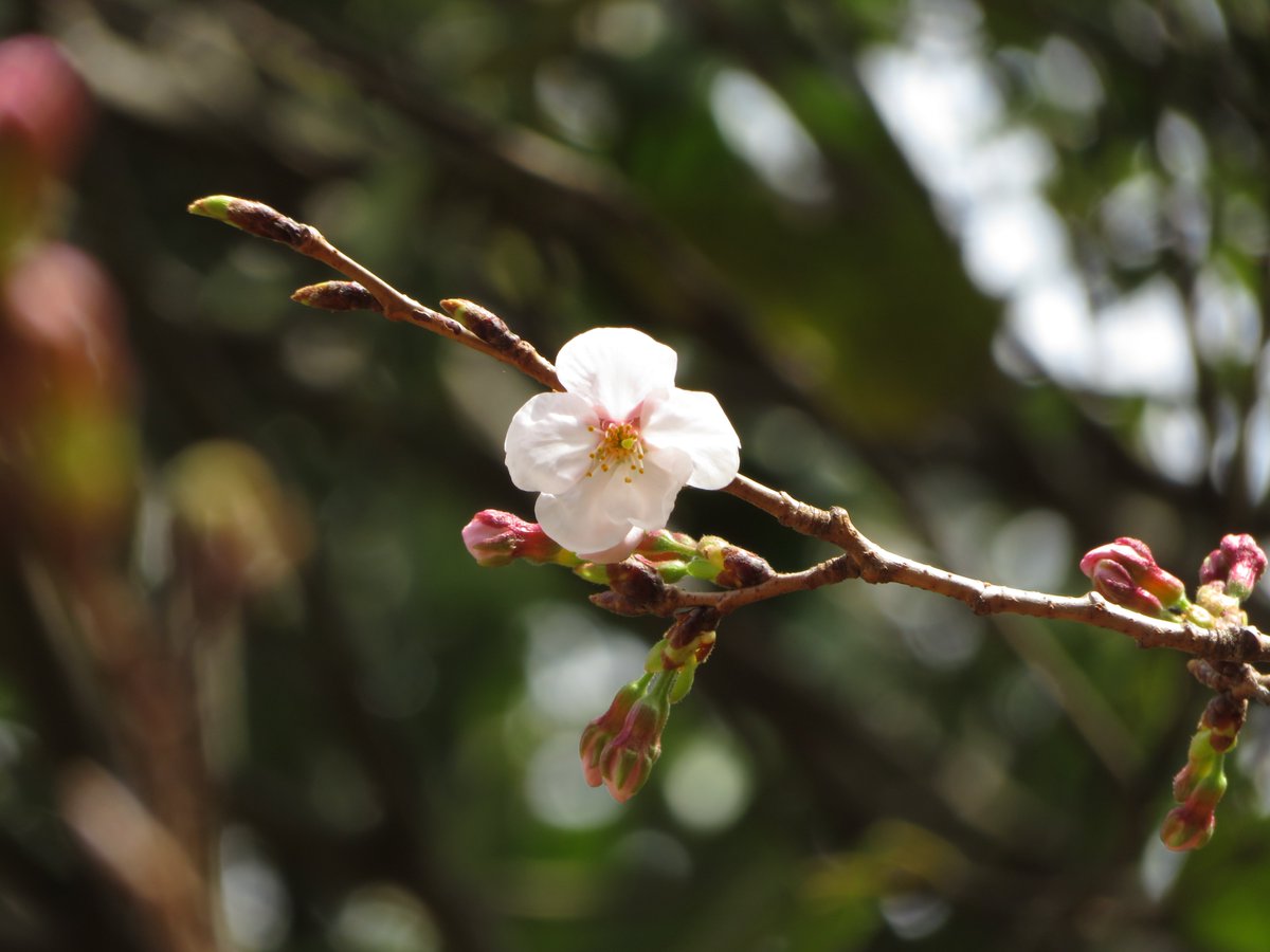 都立葛西臨海公園 tweet media