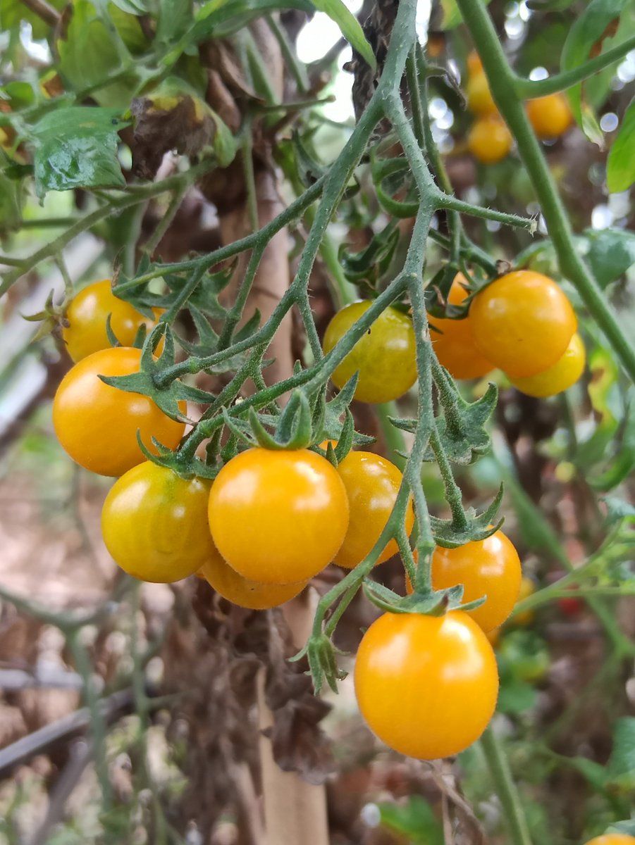 millie hippo harris tweet media