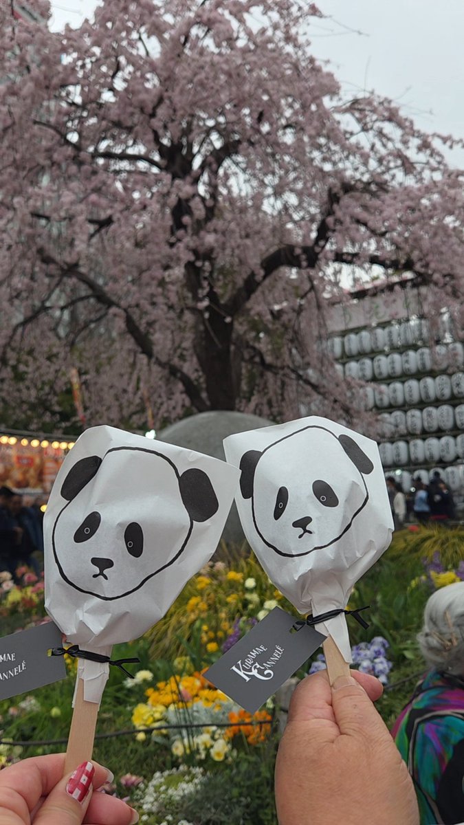 starry10mi's tweet image. 雨が降ってきちゃって☂️心配したけど着いたらテントが出てて、
雨をしのげて歌えてて良かった😊

今日も癒しの歌声でした🕊𓂃𓈒𓏸︎︎︎︎💙

久しぶりの「balance」が聴けて
嬉しかったなぁ～🥰🥰🥰

今日も楽しかった🌸🐼

#大北哲央 
#オリジナル曲
#balance
#うえの桜フェスタ🌸