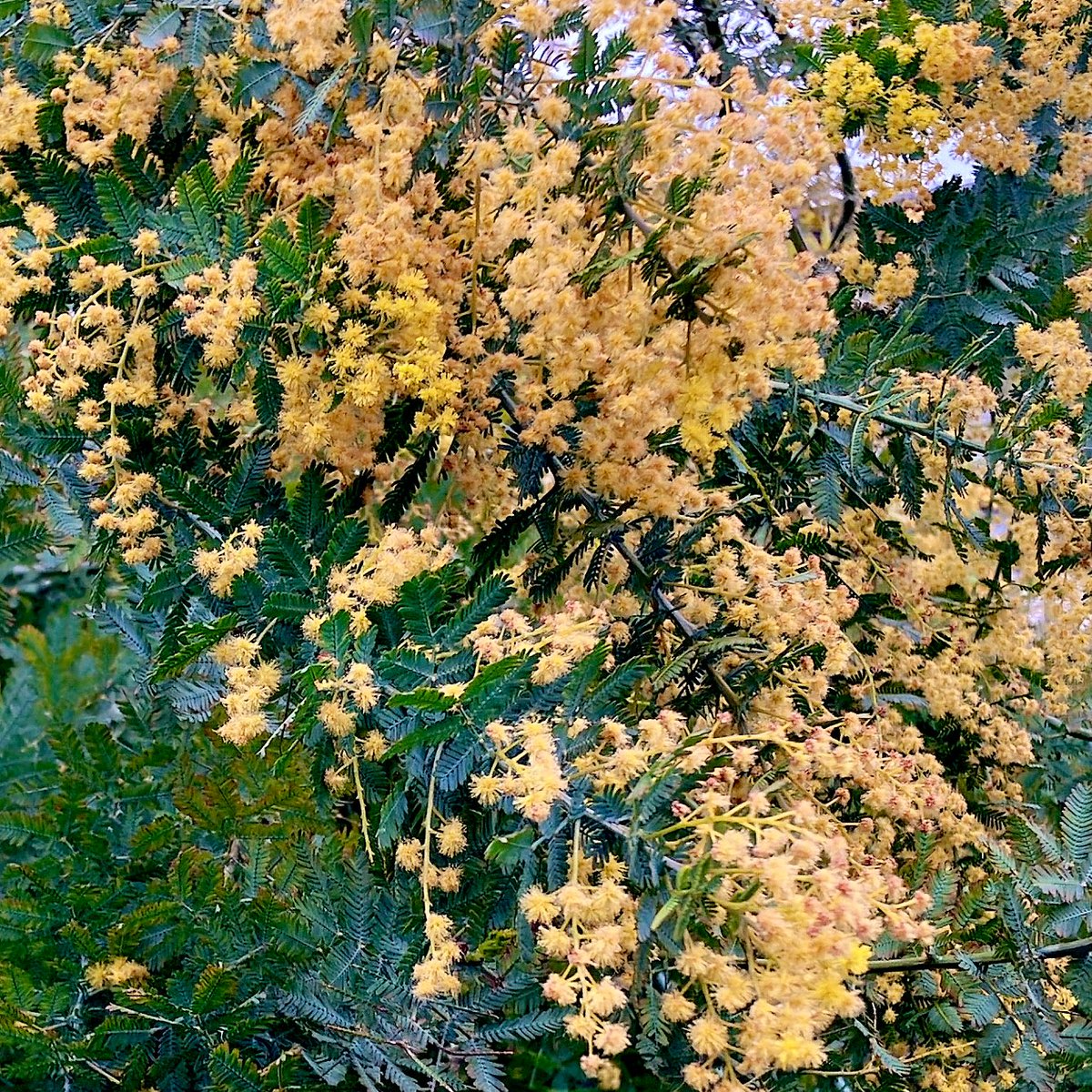 まぁ ฅ tweet media