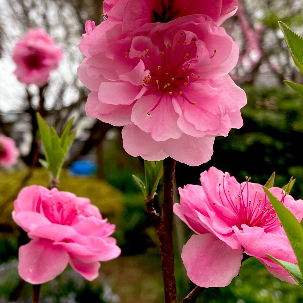 まぁ ฅ tweet media