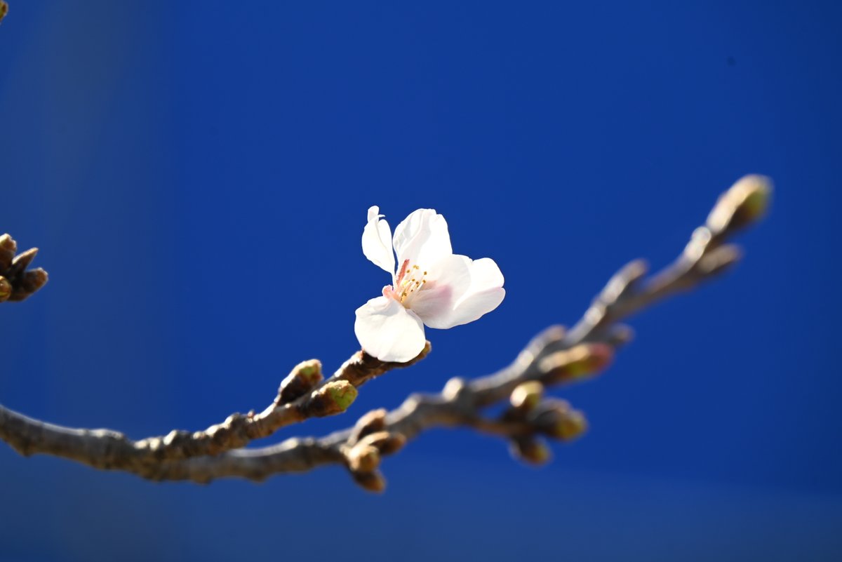 陸上自衛隊目達原駐屯地 tweet media