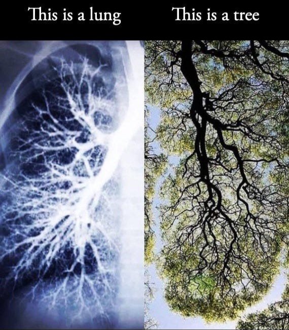 Bronze Giant tweet media