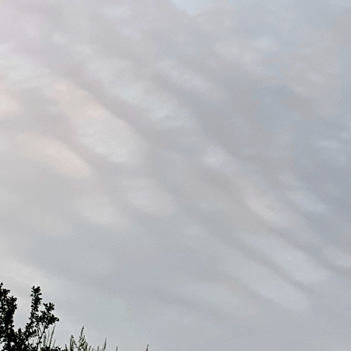 Erdkröte tweet media