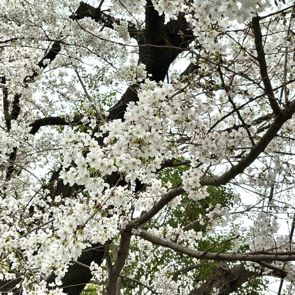 チッチ tweet media