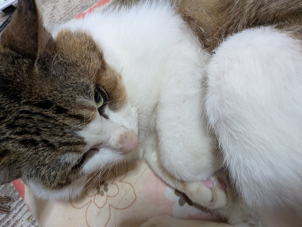 無機質な狂気 tweet media