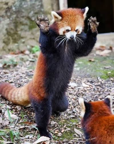 糟糠（そーこー） tweet media