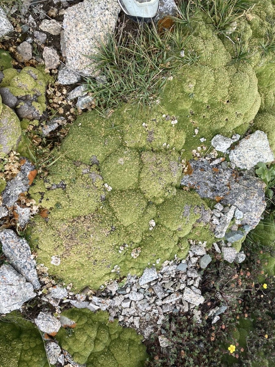 Maksim Subota tweet media