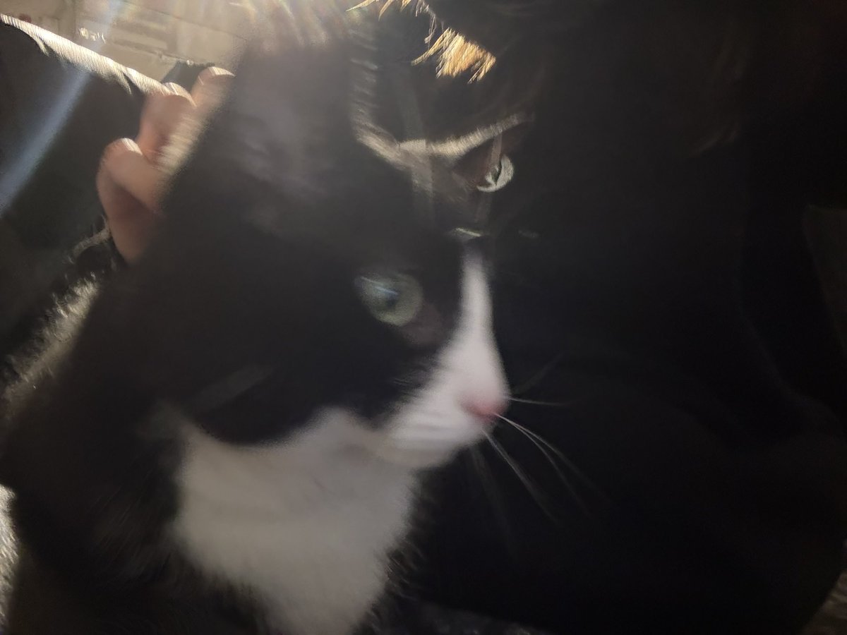 𑣲 svyra ༝༚༝༚ | vtuber🪷⋆✴︎˚。⋆ tweet media