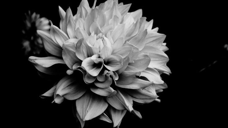 ︎︎ ︎ ︎︎︎ ︎ ︎ ︎︎𝐦𝖊𝐥𝐫𝐨𝐬𝖊. tweet media