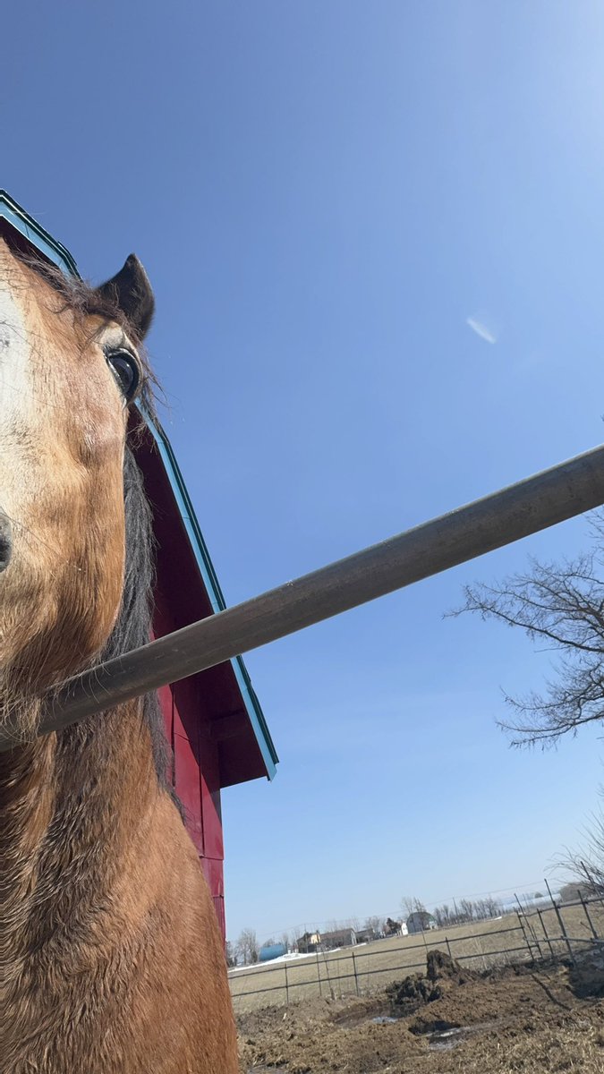 あんず tweet media