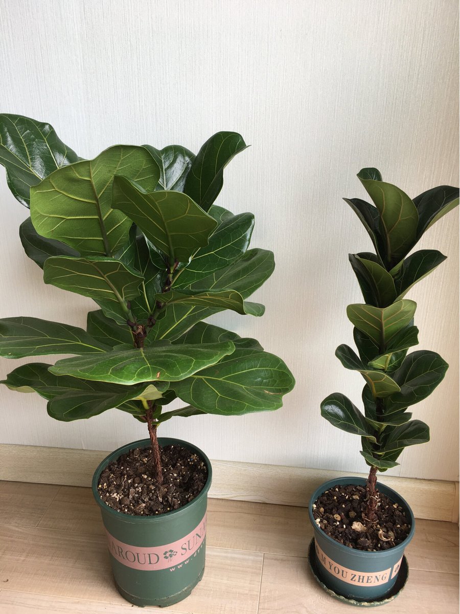 Laura Abitia tweet media