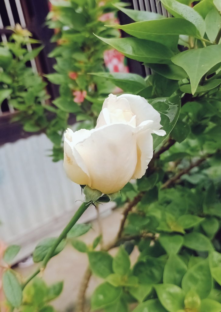 লেডি ডন 💃 tweet media