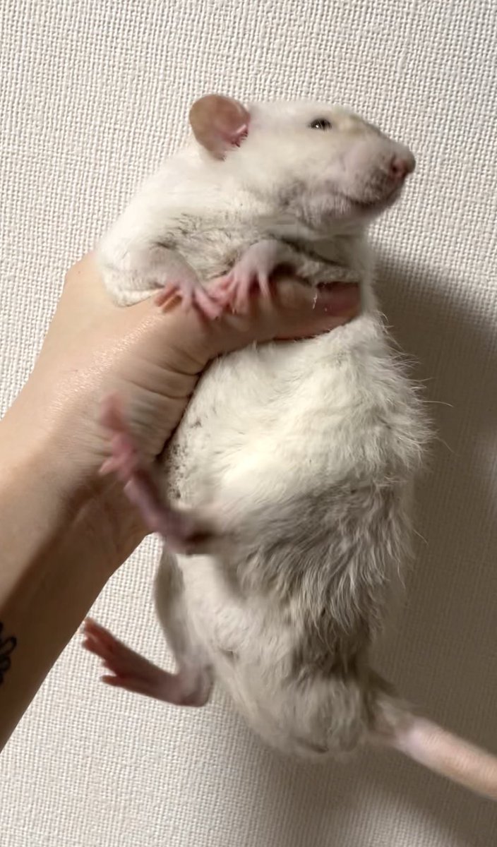 憤怒志太郎 tweet media