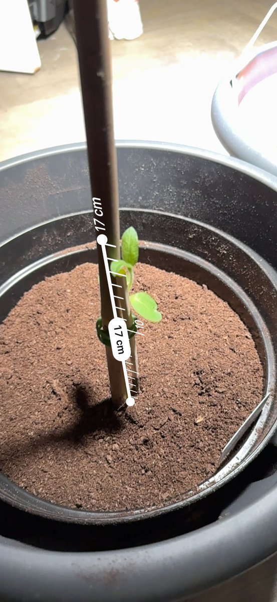 Snack Butty tweet media