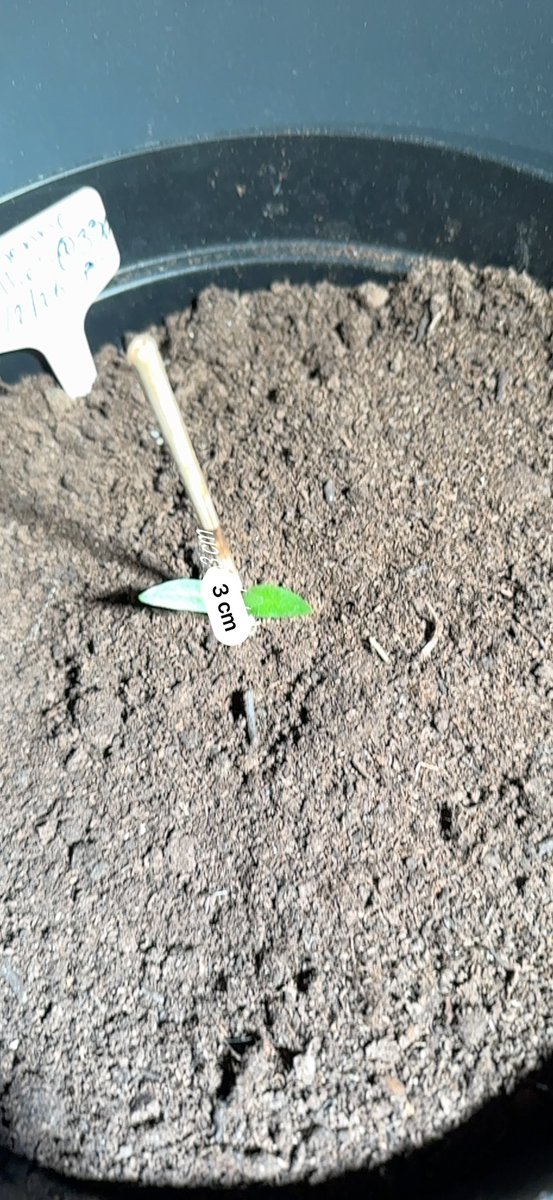 Snack Butty tweet media