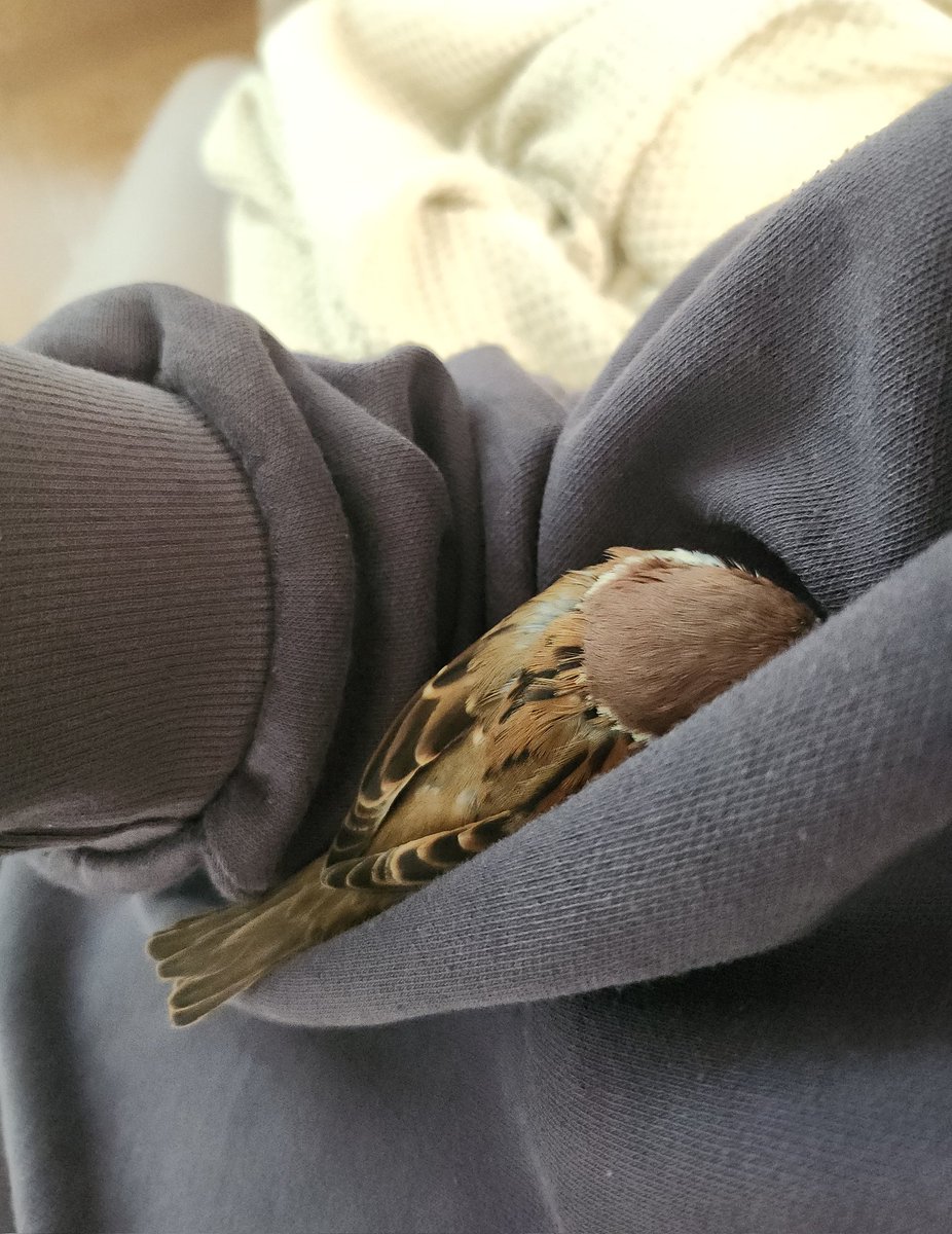 참새 땅콩이🥜 tweet media