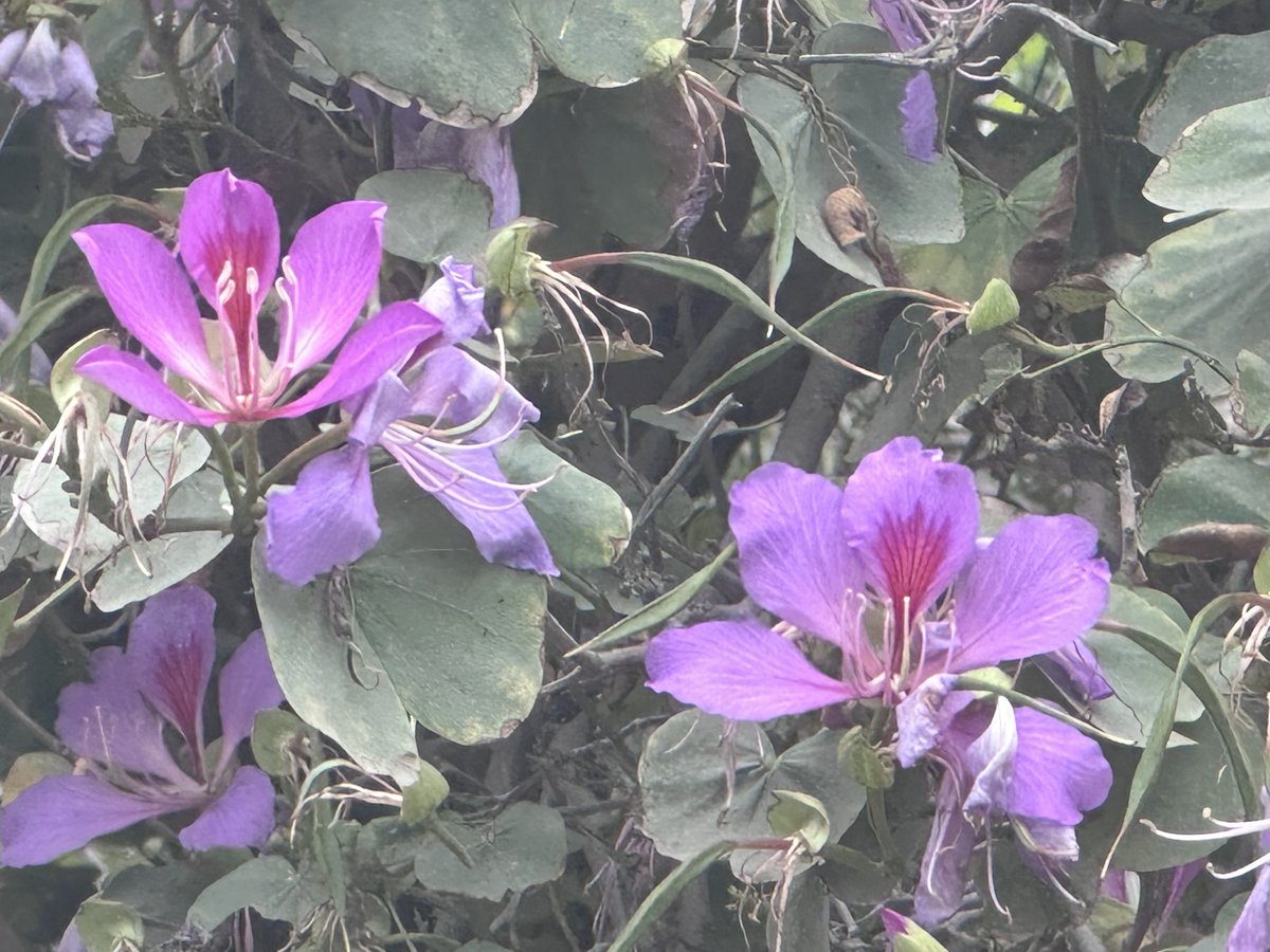 JavedMahar7's tweet photo. Bauhinia variegata
#Kachnar https://t.co/v843Ti9GHv