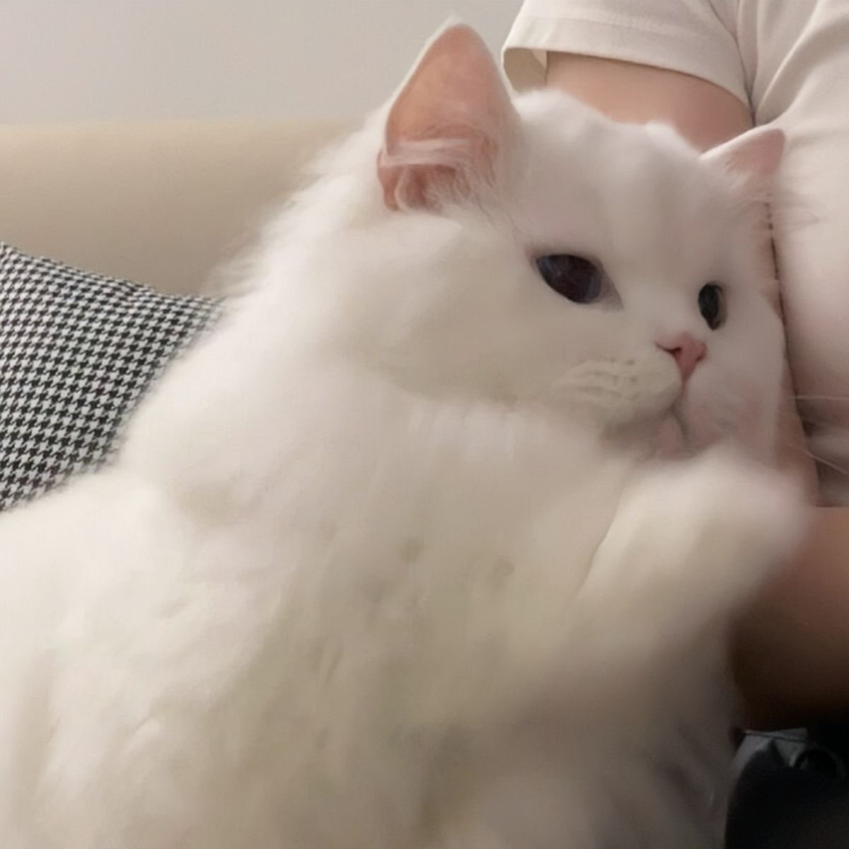 เหวินสเมิร์ฟฮุย ♡ tweet media