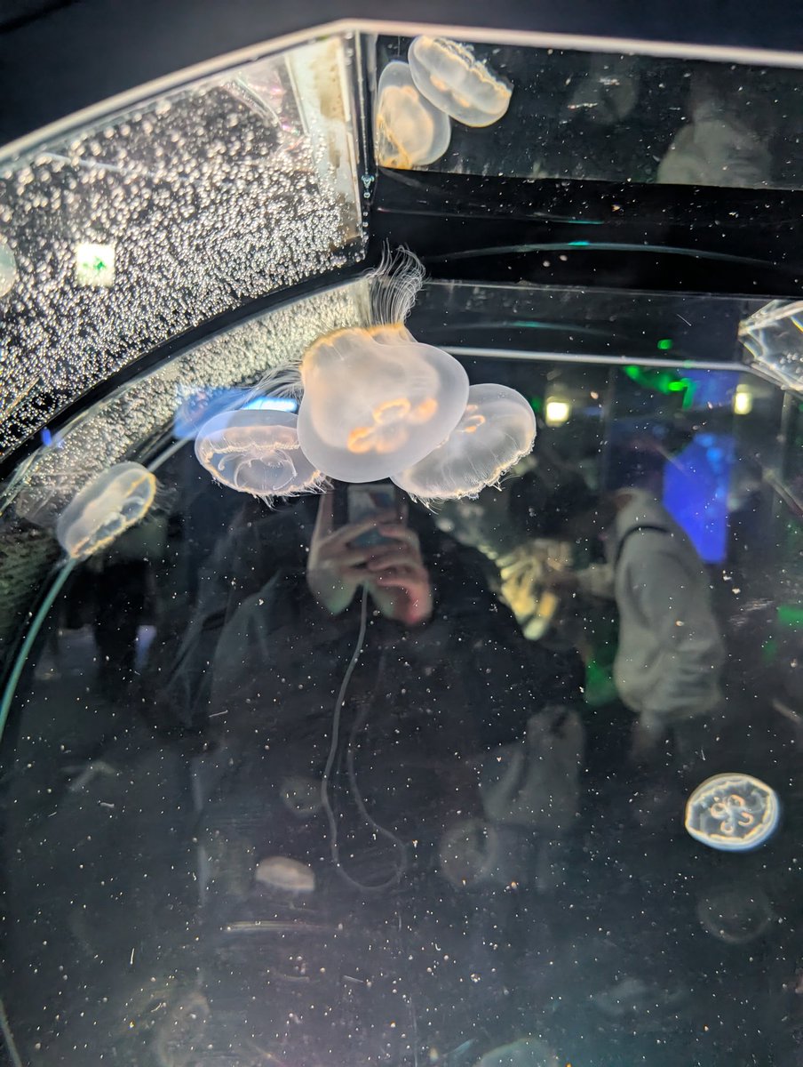 |ω' ) ﾇｯ tweet media