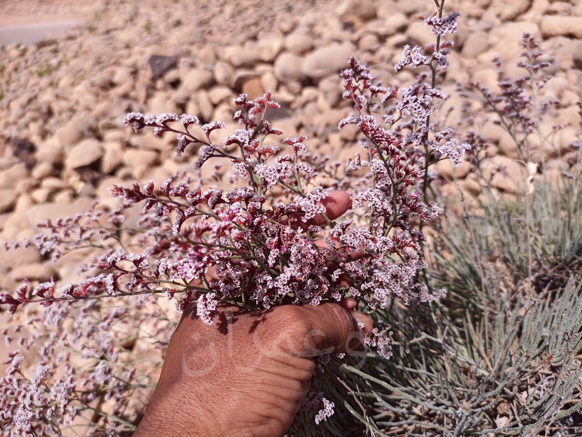 ابوعمران - حضرموت tweet media