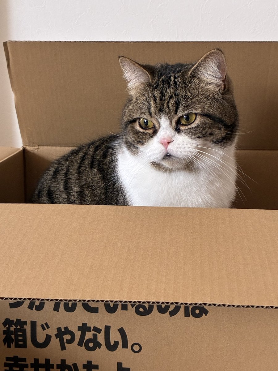ChakoShodo's tweet photo. 箱の引力おそるべし

#猫 #箱猫 #猫のいる暮らし https://t.co/kpluN8RUqU