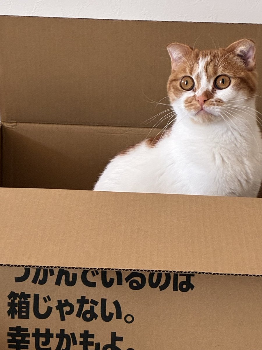 ChakoShodo's tweet photo. 箱の引力おそるべし

#猫 #箱猫 #猫のいる暮らし https://t.co/kpluN8RUqU