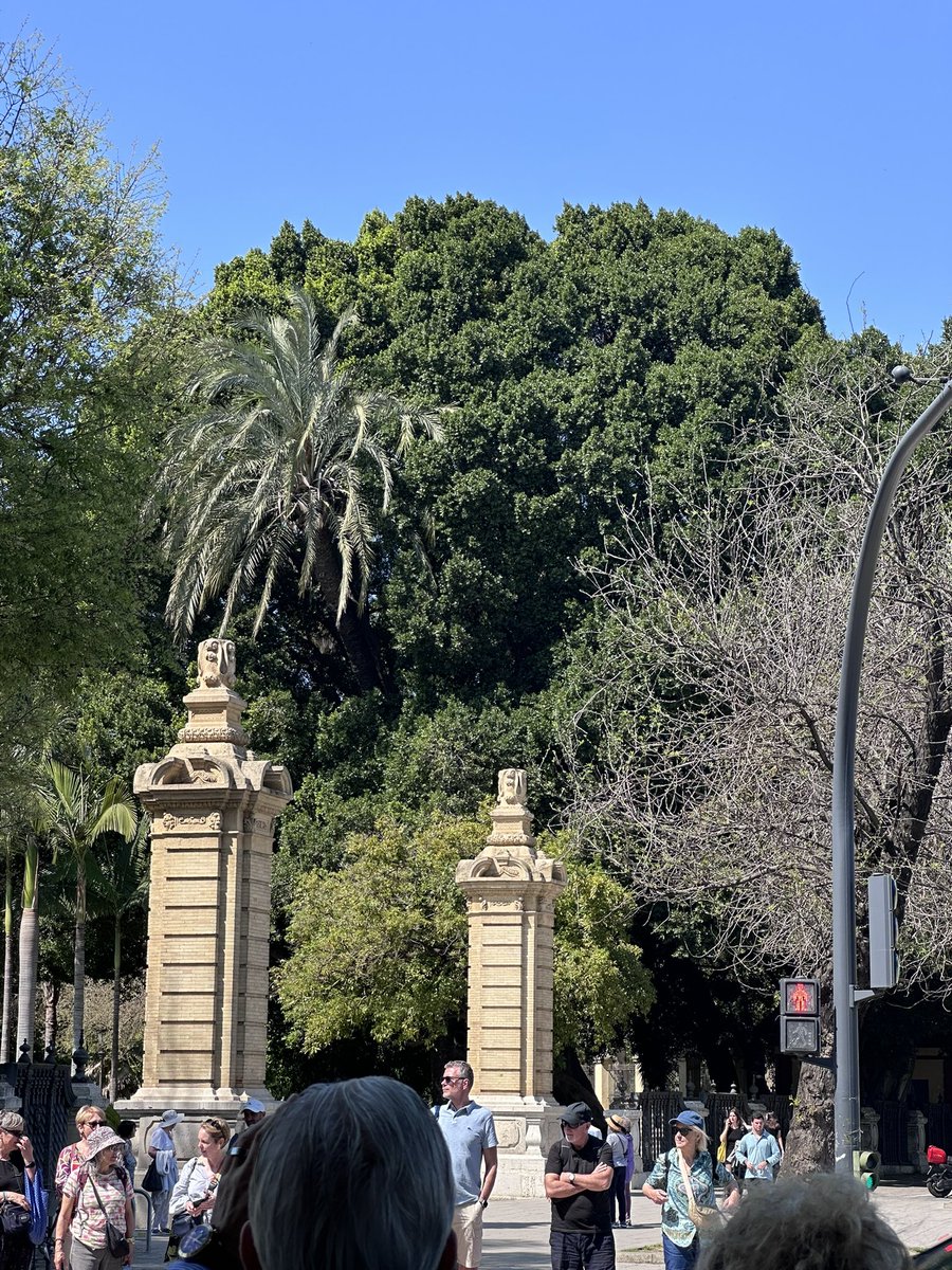 My final submission from #Seville - another massive Banyan tree from just outside the #plazadespana but this has the added extra of a palm tree growing through it. I loved every minute of this trip #britishnordicwalking #snnw #treeclub