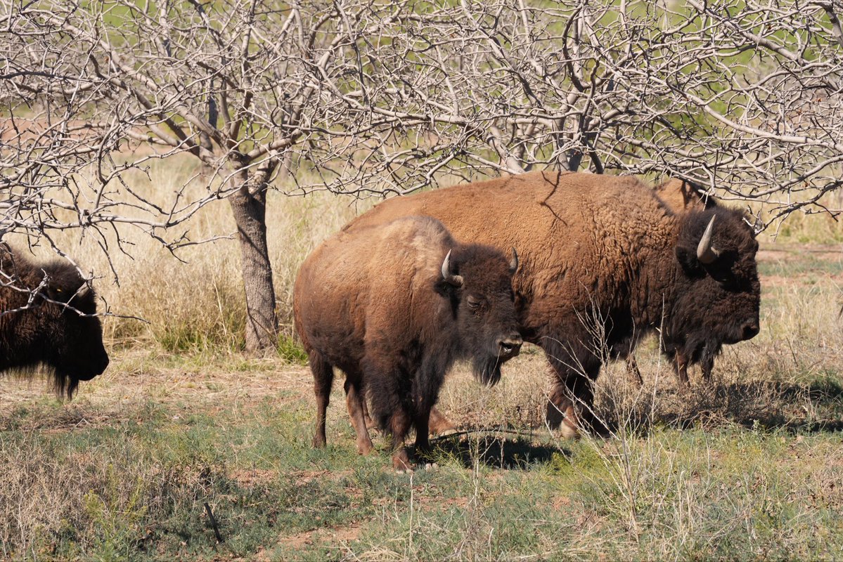 SAGARHPA Sonora tweet media