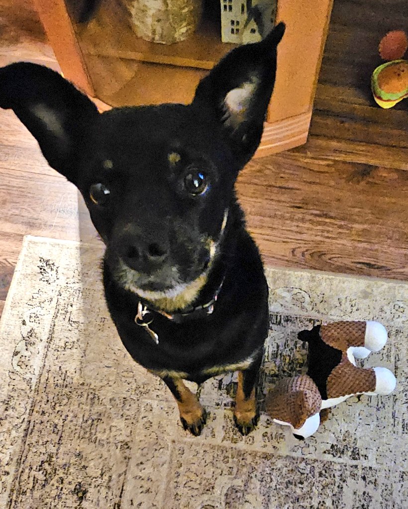 CanadianBlackBear🇨🇦 (CanadianPenny🌈) tweet media