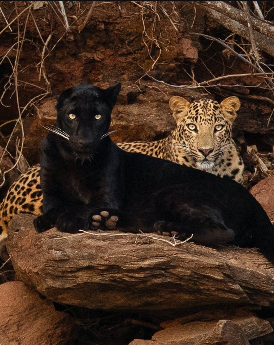 ANIMALS WORLD tweet media