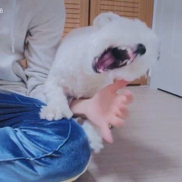 tofii | Enhypen is 7 tweet media