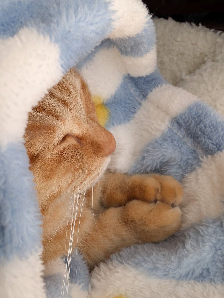 ぷりんちゃん𝕏 tweet media