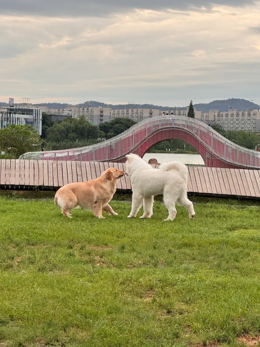 dyor.lens tweet media